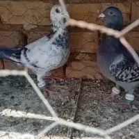 کبوتر دوتا نر|پرنده|بردسکن, |دیوار