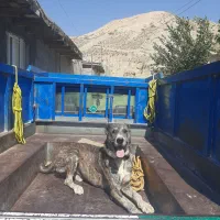 سگ افغان|سگ|گرمخان, |دیوار