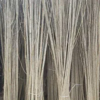 عمده و خرده فروشی|خدمات باغبانی و درختکاری|بروجرد, |دیوار