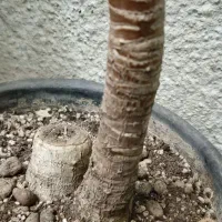 یوکا|گل و گیاه طبیعی|کرج, حصارک پایین|دیوار