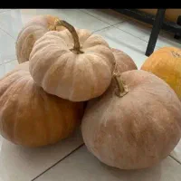 کدو|خوردنی و آشامیدنی|بندر گز, |دیوار