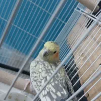 فروش عروس هلندی