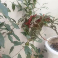 گل طبیعی|گل و گیاه طبیعی|اردبیل, |دیوار