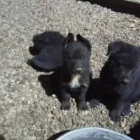 ژرمن میکس بلک و هاسکی|سگ|تهران, چیتگر جنوبی|دیوار