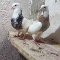 یه جفت طوقی