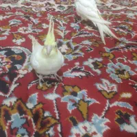 عروس هلندی لوتینو