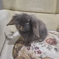 خرگوش های لوپ جرسی و لوپ آنگورا|موش و خرگوش|قم, جهان بینی|دیوار