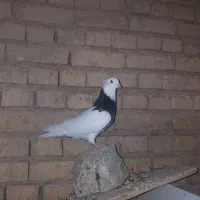 کبوتر|پرنده|لردگان, |دیوار