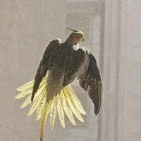 عروس هلندی