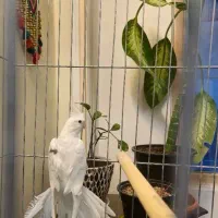 عروس هلندی نر تک خال آلبینو البینو