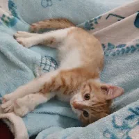 واگذاری بچه گربه رایگان|گربه|قدس, شهرقدس|دیوار