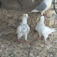 طوقی|پرنده|تهران, آشتیانی|دیوار