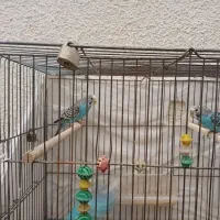 ۳ عدد مرغ عشق|پرنده|شاهین‌شهر, فردوسی|دیوار