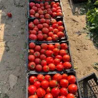 گوجه نو  برنتا افرا بروبیا ساکاتا