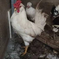 خروس|حیوانات مزرعه|اندیشه, اندیشه فاز ۴|دیوار