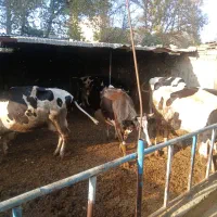 فروش گاو شیری آبستن سنگین