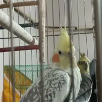 یک جفت عروس هلندی مولد کارداده|پرنده|اقبالیه, |دیوار