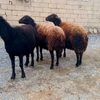 بره.۳راس‌گوسفند‌قره‌قزل‌افشار‌‌آبستن‌‌پستون‌قرمز
