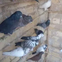 کفتر نرو ماده|پرنده|تهران, بریانک|دیوار