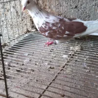 کبوتر  گرفتنی