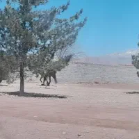 زمین