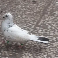 کبوتر