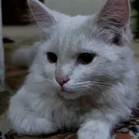 گربه پرشین خانگی|گربه|سقز, |دیوار