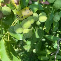 ارائه نهال گردو تضمینی وبااصالت