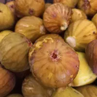 انجیر ژاپنی