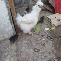 تخم مرغ ابریشمی اصیل کیفیت بالا