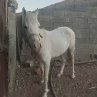 اسب فروشی|اسب و تجهیزات اسبسواری|شیراز, قلات|دیوار