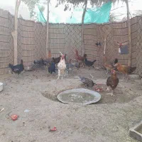 فروش تعدادی جوجه ومرغ و خروس|حیوانات مزرعه|بافت, |دیوار