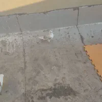 کبوتر دوکت.پشتدار سرور|پرنده|کرج, ساماندهی|دیوار