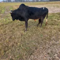 گاو نر ورزا|حیوانات مزرعه|خشکبیجار, |دیوار