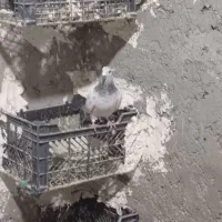 کفتر نر|پرنده|سراوان, |دیوار