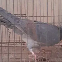 سیمونی|پرنده|اصفهان, شاه پسند|دیوار