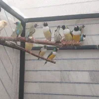 فنچ گلدین|پرنده|بهبهان, |دیوار