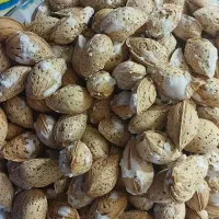 تخمه  و آجیل و پسته|خوردنی و آشامیدنی|ایرانشهر, |دیوار