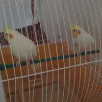 عروس هلندی سخن گو
