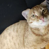 واگذاری گربه