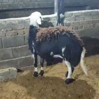 بره قوچ