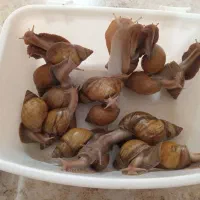 فروش حلزون اچاتینا