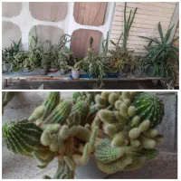 گل وکاکتوس|گل و گیاه طبیعی|فسا, |دیوار