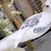 عروس هلندی البینو