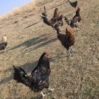 خسی،درجه یک|حیوانات مزرعه|اصفهان, شهرستان|دیوار
