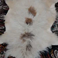 پوست دباغی گوسفند