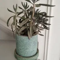 انواع گل ها|گل و گیاه طبیعی|مشهد, هنرستان|دیوار