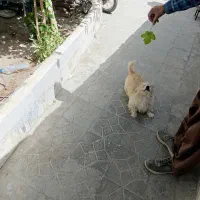 سگ شیتزوکاملا رام عادتی حرف به گوش کن