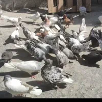 چخ کفتر