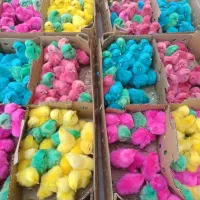 پخش و فروش جوجه رنگی و اردک